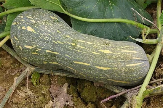 知道最甜最面的南瓜品種嗎？盤點(diǎn)十種有營(yíng)養(yǎng)的甜面南瓜...