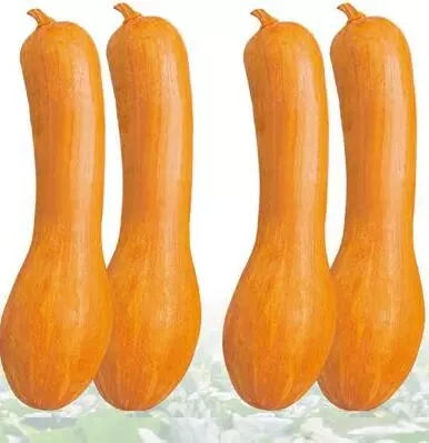 知道最甜最面的南瓜品種嗎？盤點(diǎn)十種有營(yíng)養(yǎng)的甜面南瓜...