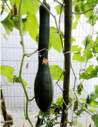 知道最甜最面的南瓜品種嗎？盤點(diǎn)十種有營(yíng)養(yǎng)的甜面南瓜...