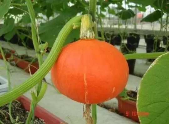 知道最甜最面的南瓜品種嗎？盤點(diǎn)十種有營(yíng)養(yǎng)的甜面南瓜...