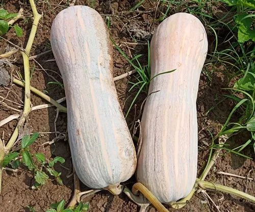 生吃都好吃南瓜新品種，沒有大肚子，肉質更密致，農戶試種下