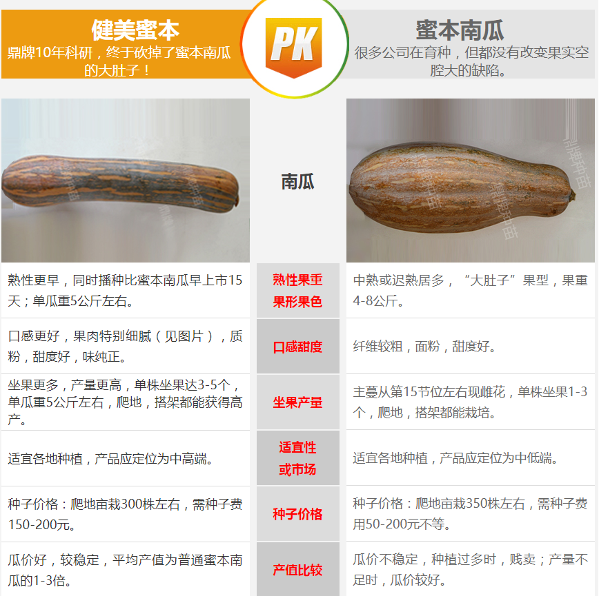 生吃都好吃南瓜新品種，沒有大肚子，肉質更密致，農戶試種下