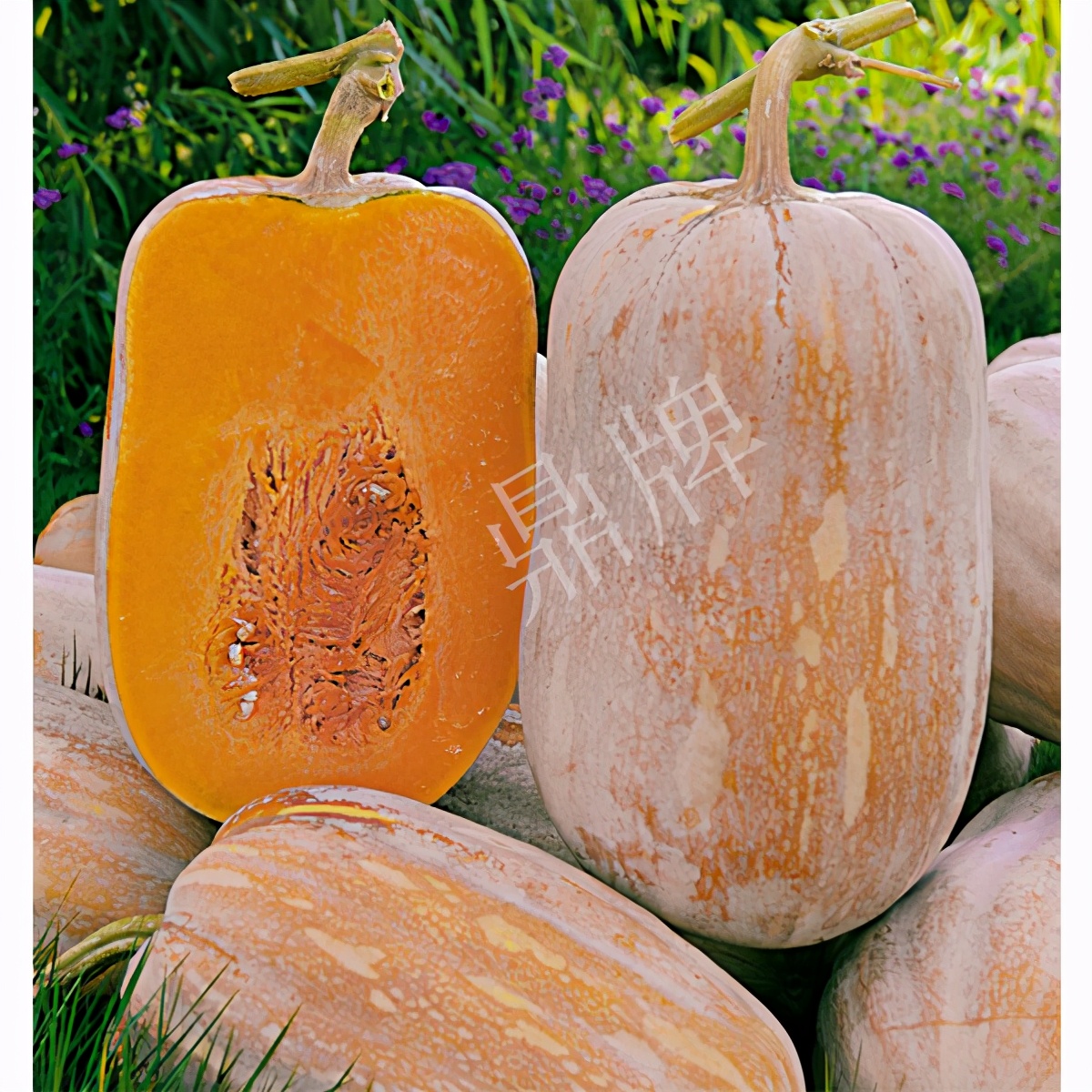 2020年，市面上的南瓜品種哪個(gè)口感最好、最甜、最值得種植？