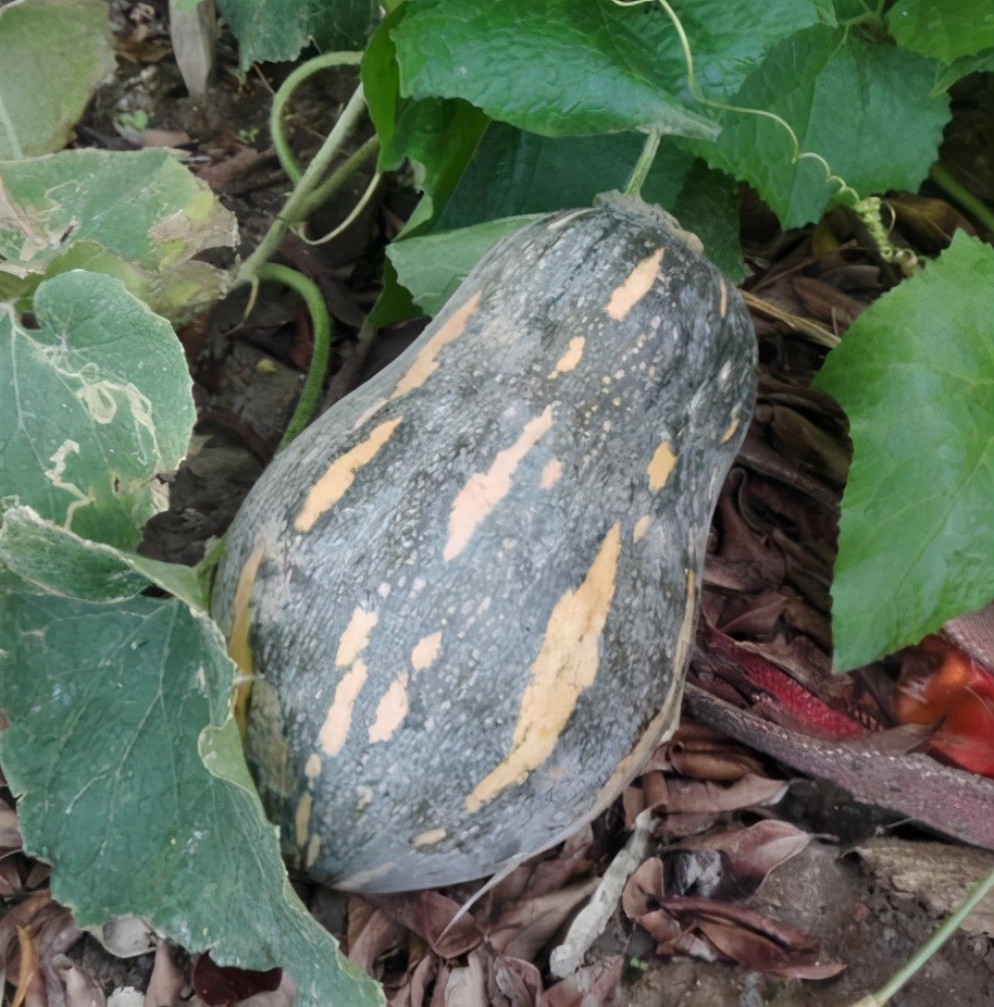 2020年，市面上的南瓜品種哪個(gè)口感最好、最甜、最值得種植？