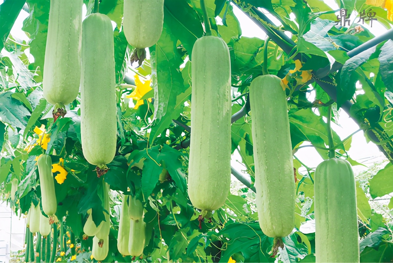 絲瓜新品種層不出窮，2021年，哪個絲瓜品種最值得種植？