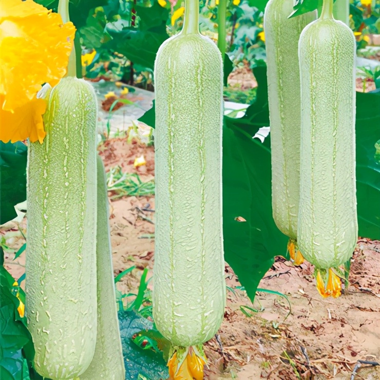 絲瓜新品種層不出窮，2021年，哪個絲瓜品種最值得種植？