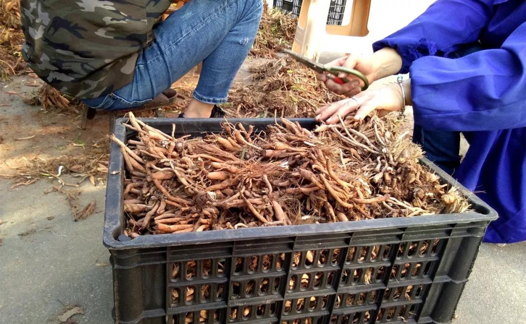 一斤接近20塊，原來它才是最火的國民蔬菜！全國都適種