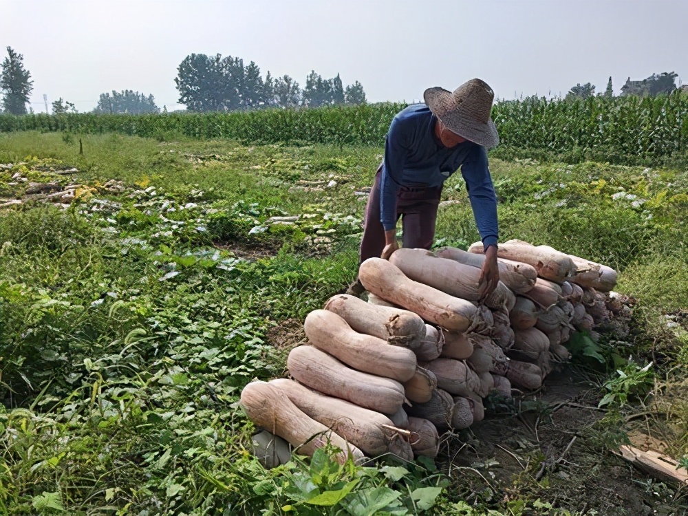 一位轉(zhuǎn)業(yè)后的特種兵，辦農(nóng)場種瓜菜，靠1個(gè)優(yōu)點(diǎn)，年賺200萬