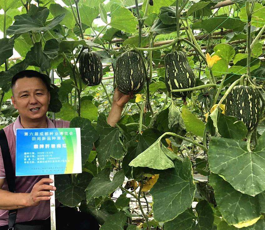 畝產(chǎn)6000公斤的南瓜上市，20年科研他就為打造1個爆款品種