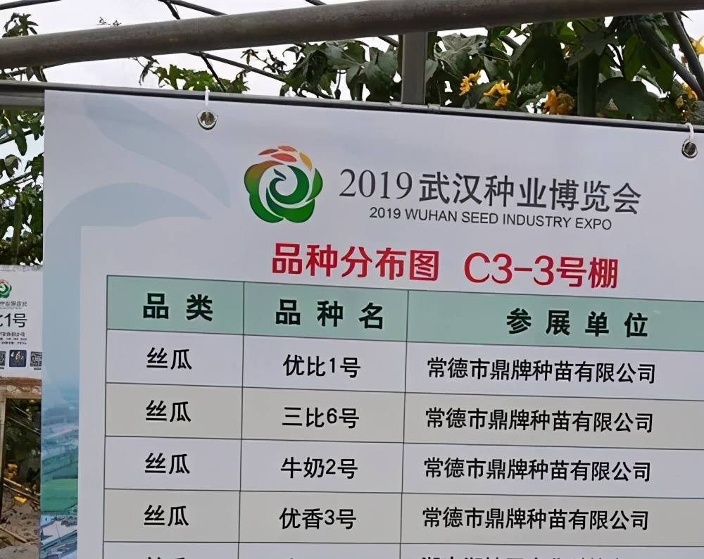 這個(gè)絲瓜畝產(chǎn)可達(dá)8000公斤，菜農(nóng)2021年致富的絲瓜品種