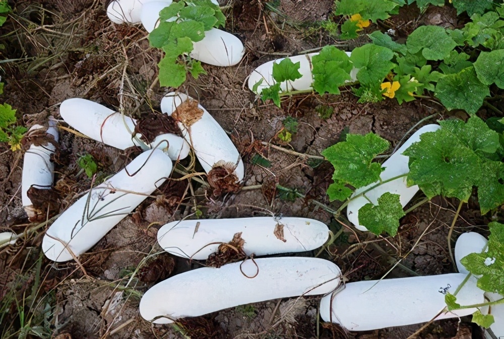 這個冬瓜品種放1年不壞，口感脆甜，多年科研就為打造這1個爆品