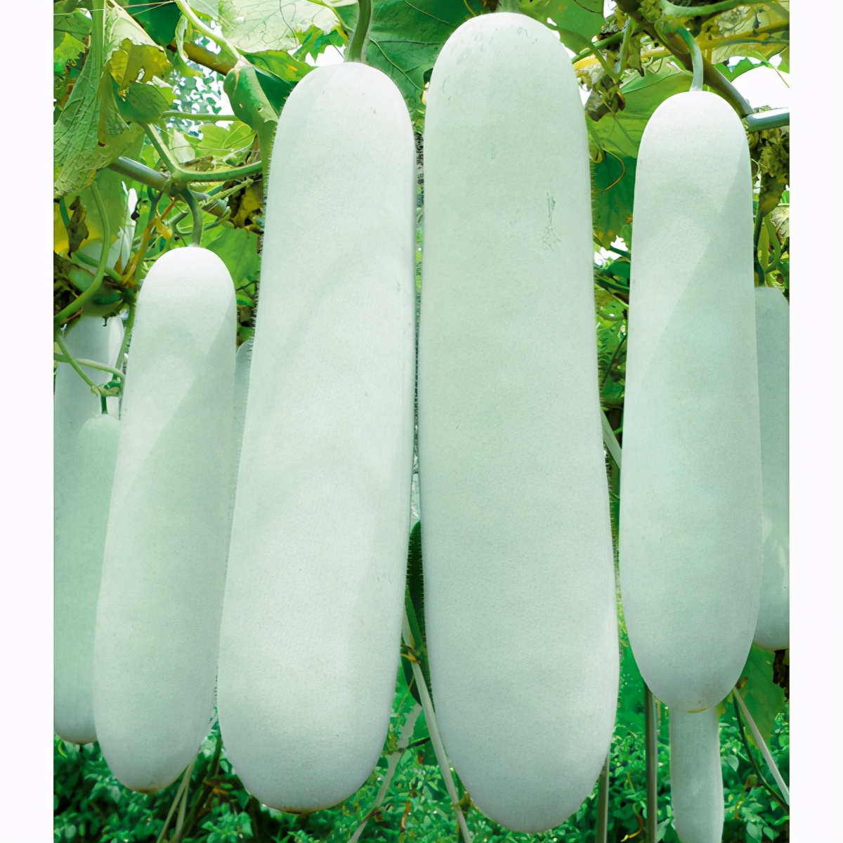 這個冬瓜品種放1年不壞，口感脆甜，多年科研就為打造這1個爆品