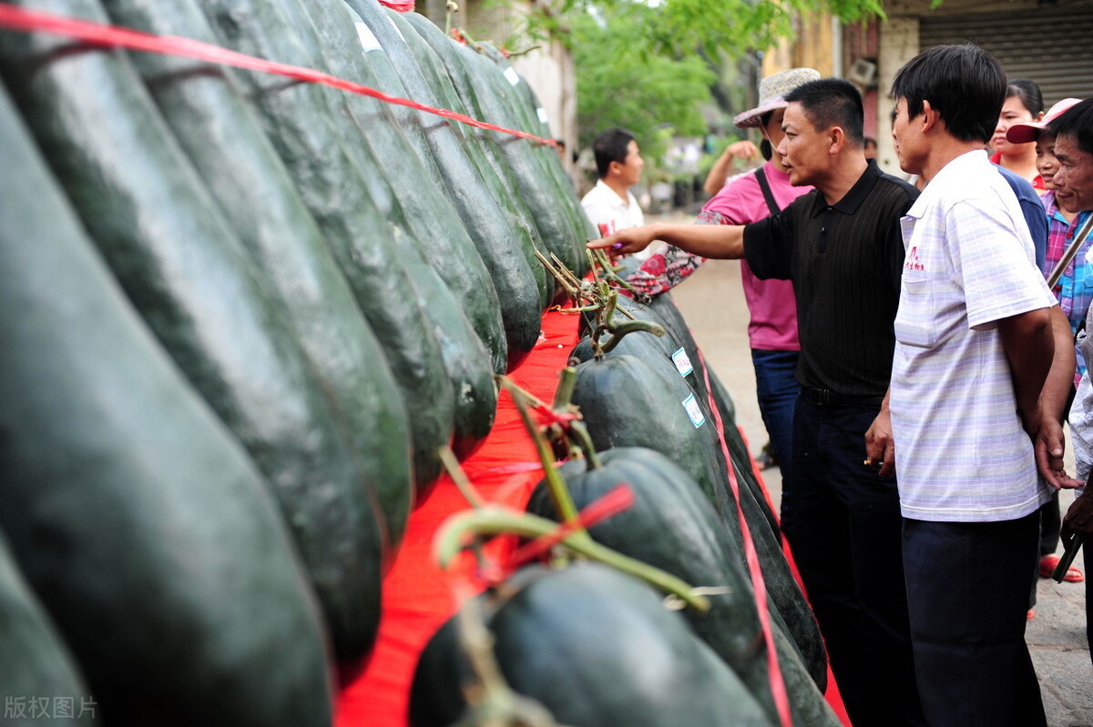 這個冬瓜品種放1年不壞，口感脆甜，多年科研就為打造這1個爆品