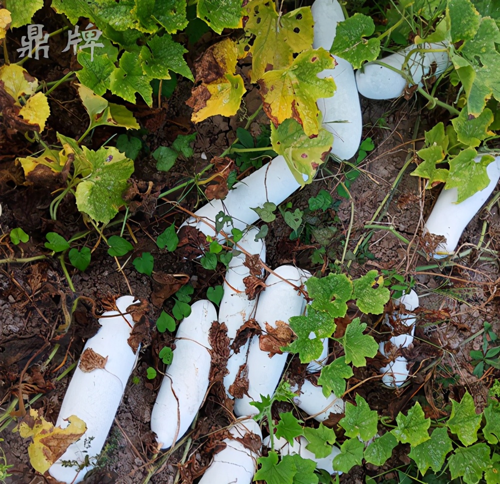 這個冬瓜品種放1年不壞，口感脆甜，多年科研就為打造這1個爆品