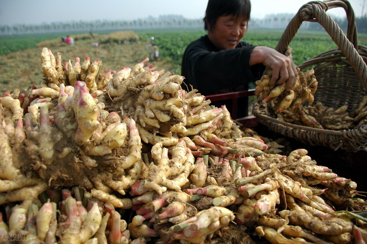 時隔三年，向錢蔥、姜你軍又來了，心動了嗎？來年你會換品種嗎？