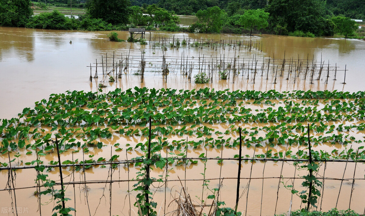 時隔三年，向錢蔥、姜你軍又來了，心動了嗎？來年你會換品種嗎？