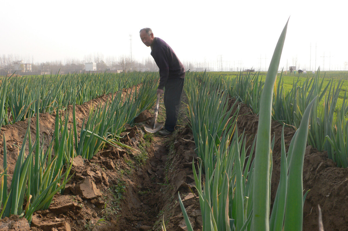 時隔三年，向錢蔥、姜你軍又來了，心動了嗎？來年你會換品種嗎？