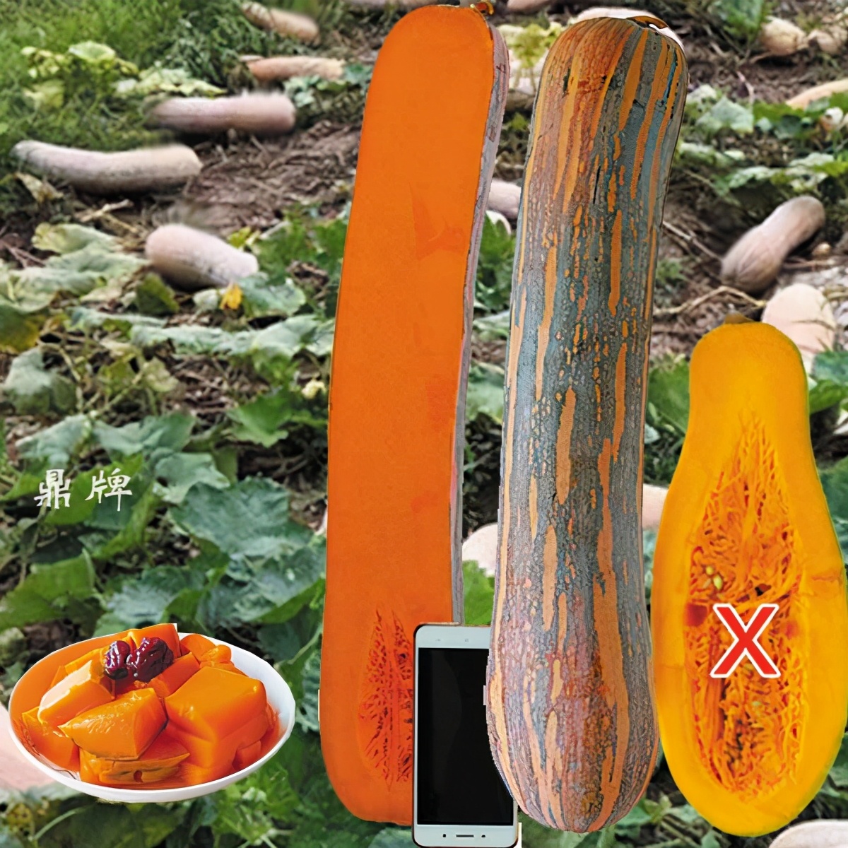 時隔三年，向錢蔥、姜你軍又來了，心動了嗎？來年你會換品種嗎？