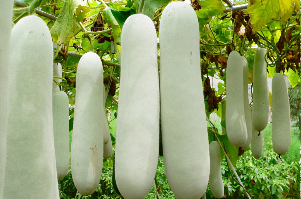 畝產(chǎn)值可達(dá)3萬(wàn)元的冬瓜終上市，21年科研沉淀成就它