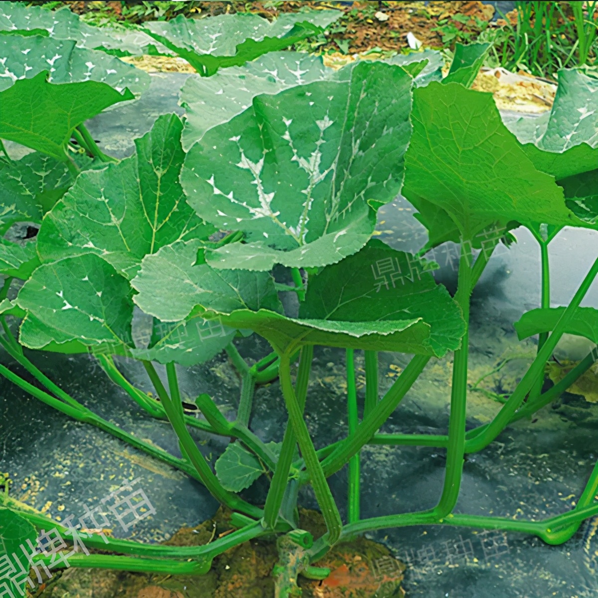 種這種綠葉菜，栽培輕松，畝產(chǎn)值過萬元，菜農(nóng)表示很劃算