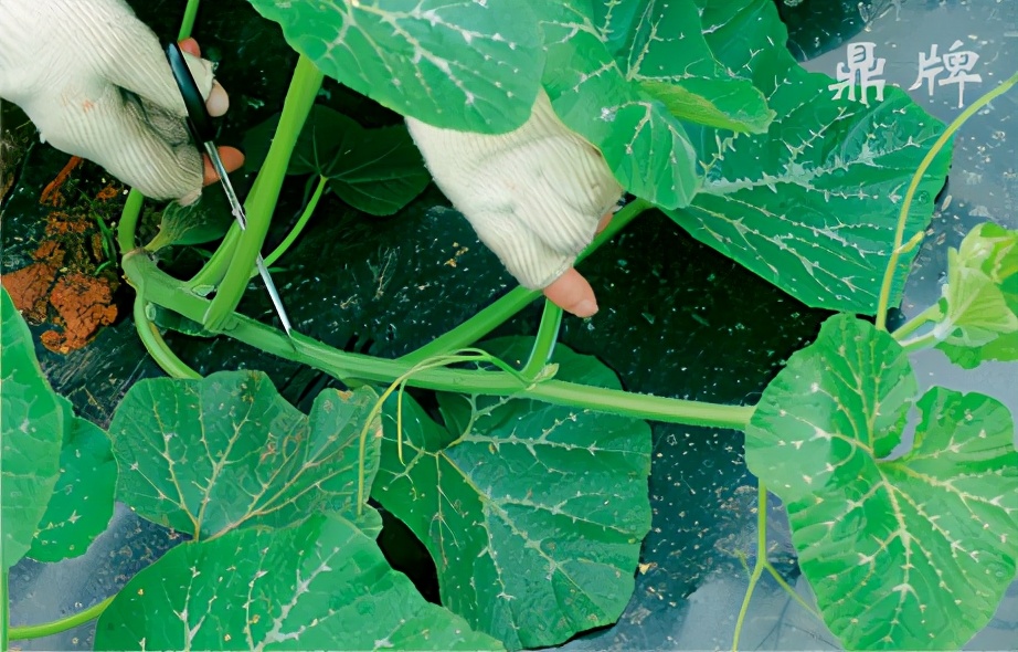 種這種綠葉菜，栽培輕松，畝產(chǎn)值過萬元，菜農(nóng)表示很劃算