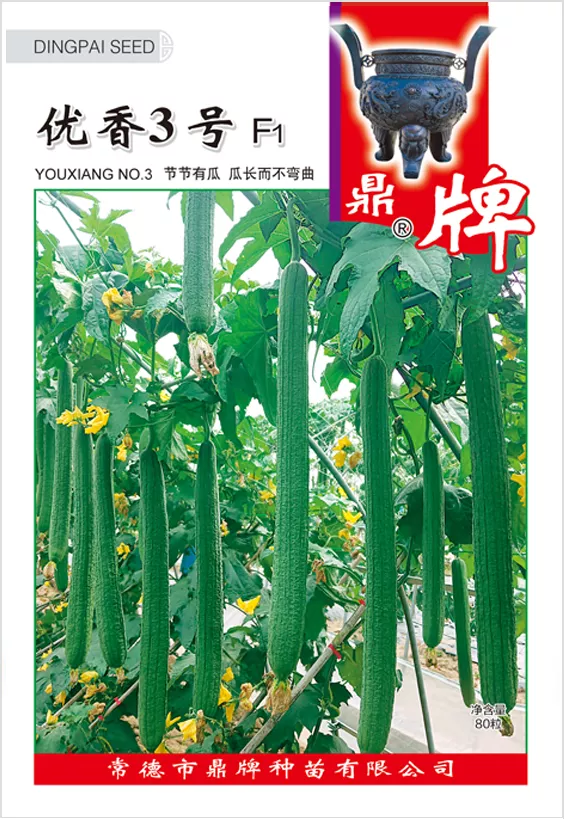 它是絲瓜種植戶的新選擇，節(jié)節(jié)有瓜，瓜長而不彎曲