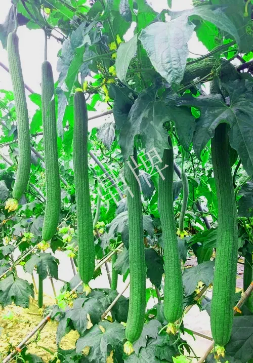 它是絲瓜種植戶的新選擇，節(jié)節(jié)有瓜，瓜長而不彎曲