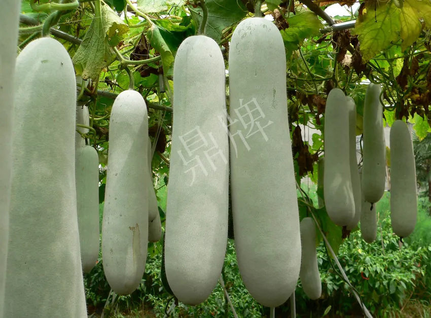 這個品種太優(yōu)秀了！耐儲耐運，適合大面積種植，菜農(nóng)瓜販都喜歡