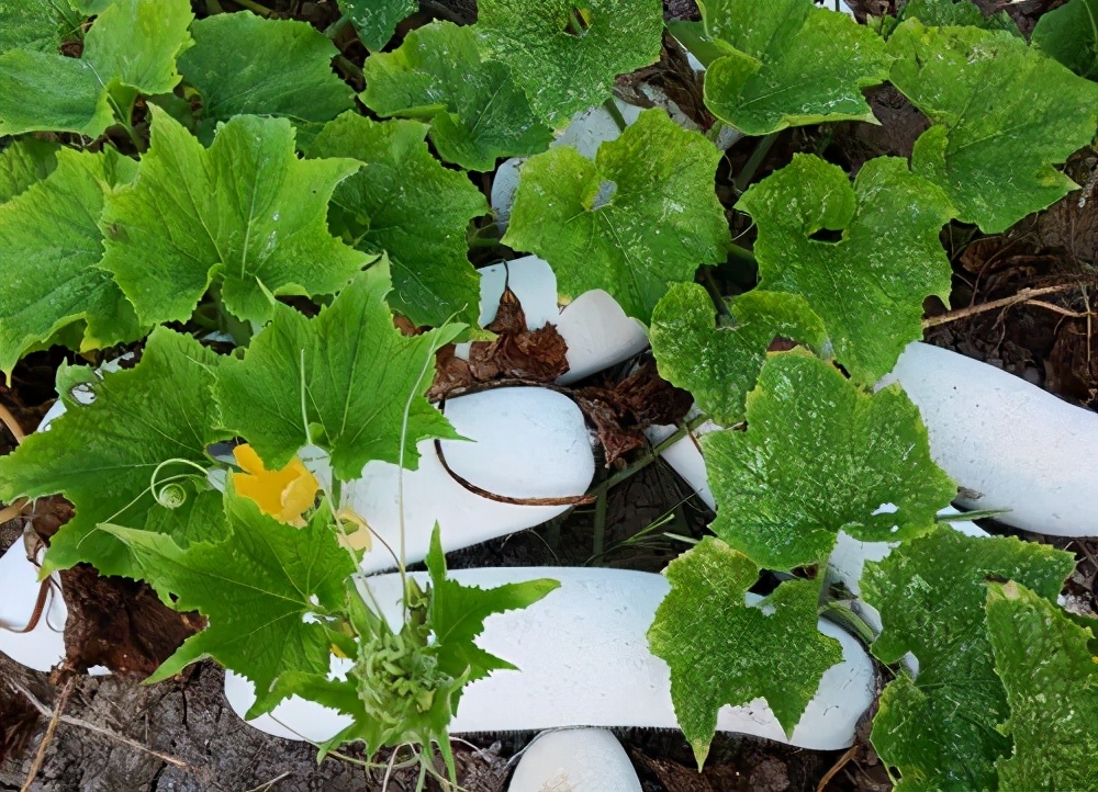 這個品種太優(yōu)秀了！耐儲耐運，適合大面積種植，菜農(nóng)瓜販都喜歡