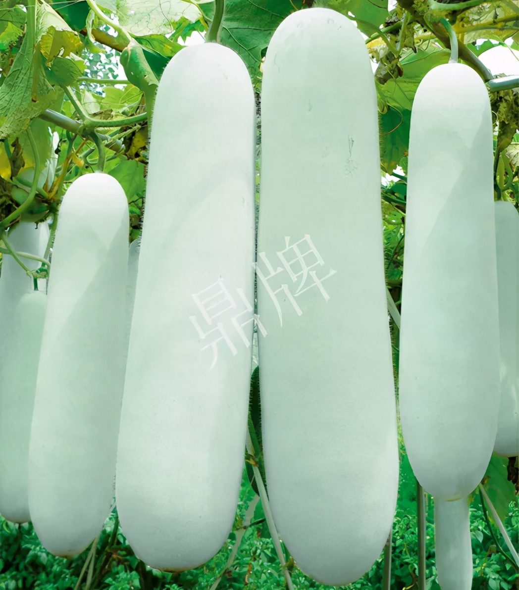 這個品種太優(yōu)秀了！耐儲耐運，適合大面積種植，菜農(nóng)瓜販都喜歡