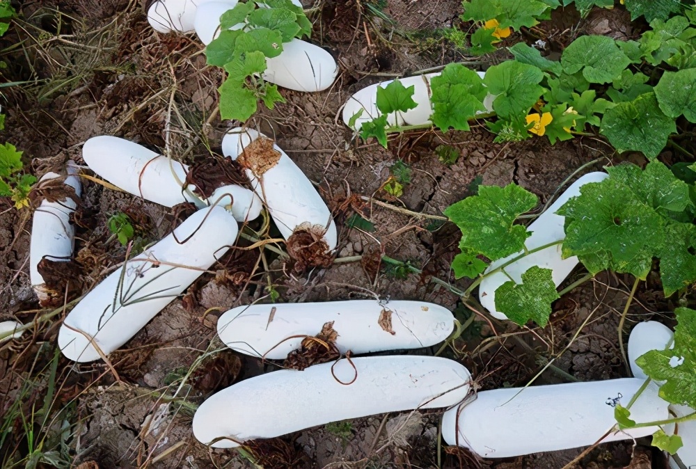 這個品種太優(yōu)秀了！耐儲耐運，適合大面積種植，菜農(nóng)瓜販都喜歡