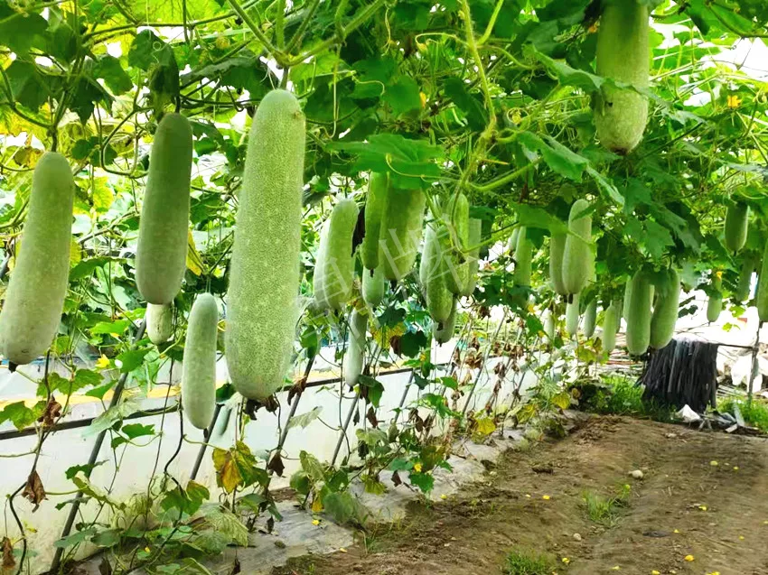 什么品種的冬瓜按個買？價格是同期黑皮冬瓜五倍