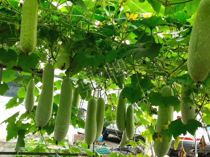 什么品種的冬瓜按個買？價格是同期黑皮冬瓜五倍