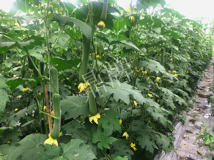 這個(gè)絲瓜怎么種都優(yōu)秀！賣價(jià)和產(chǎn)量都很高