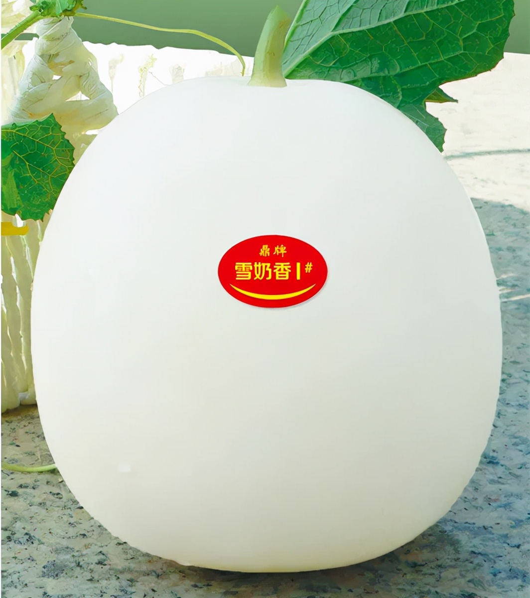 河南焦作的李向林今年種植甜瓜新品種，客戶直接拉貨走人