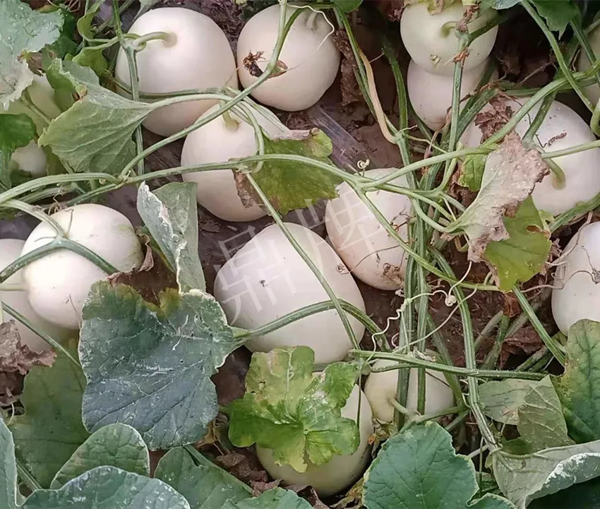 河南焦作的李向林今年種植甜瓜新品種，客戶直接拉貨走人