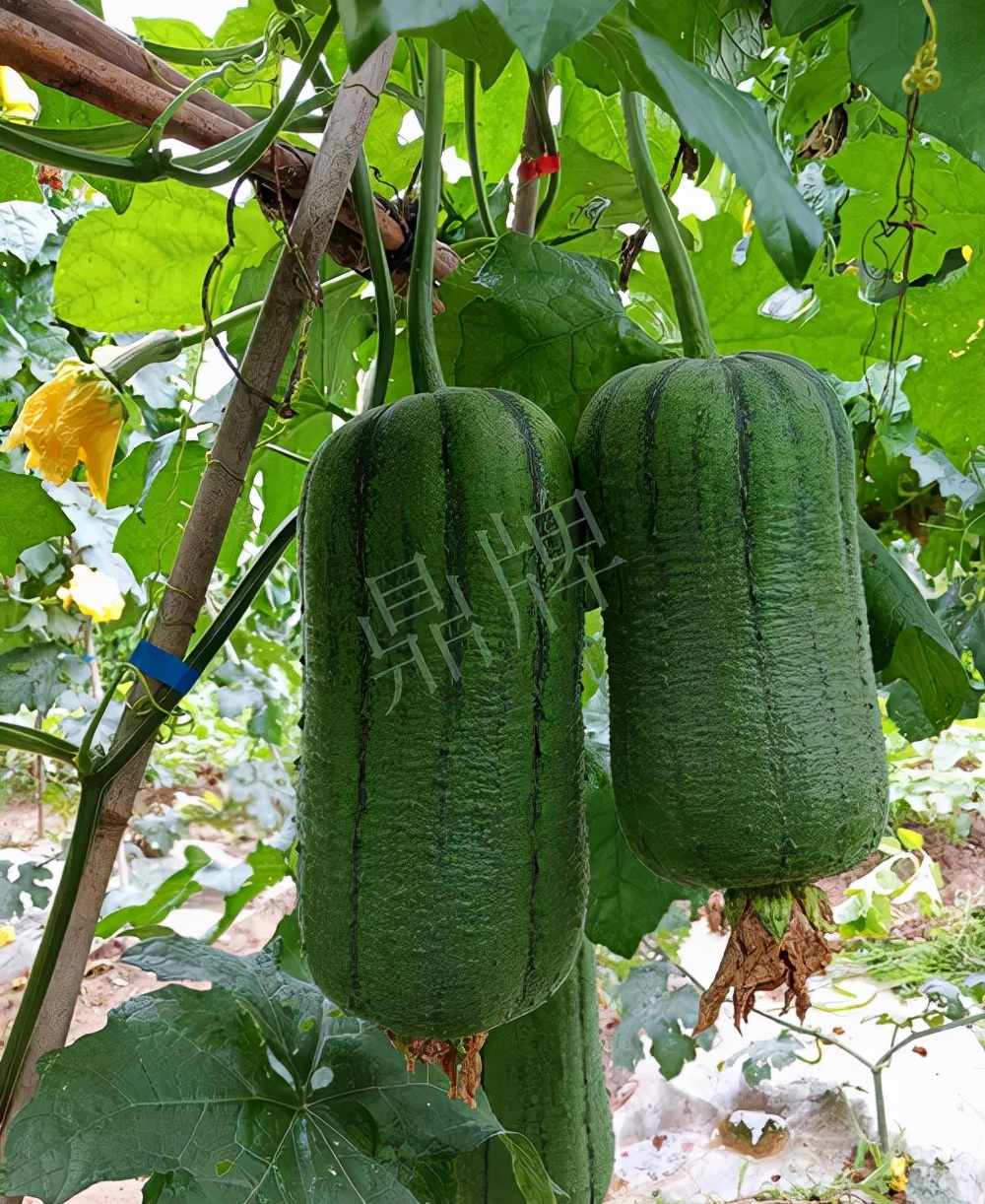 臺(tái)州的曾方明試種新品種，畝收入超過6萬(wàn)元