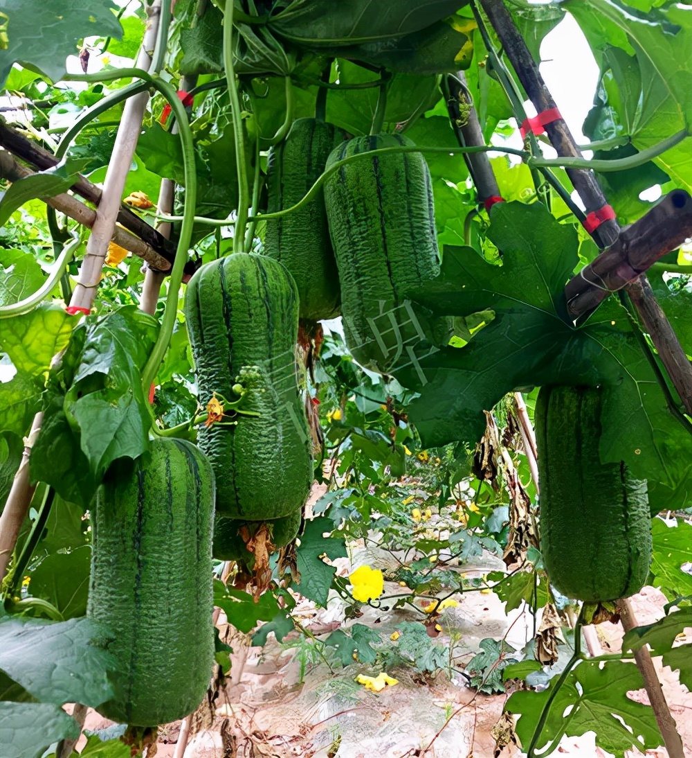 臺(tái)州的曾方明試種新品種，畝收入超過6萬(wàn)元