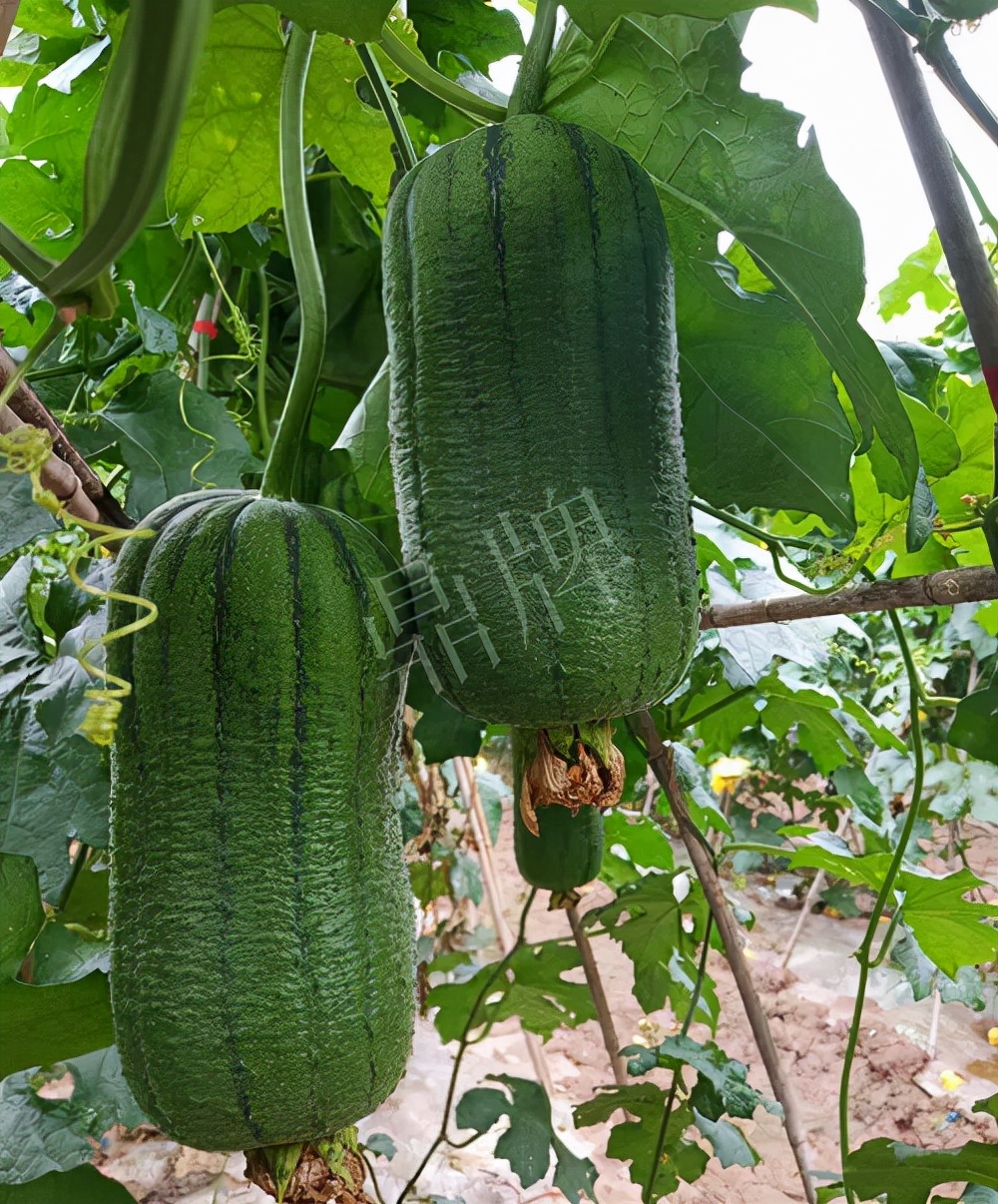 臺(tái)州的曾方明試種新品種，畝收入超過6萬(wàn)元