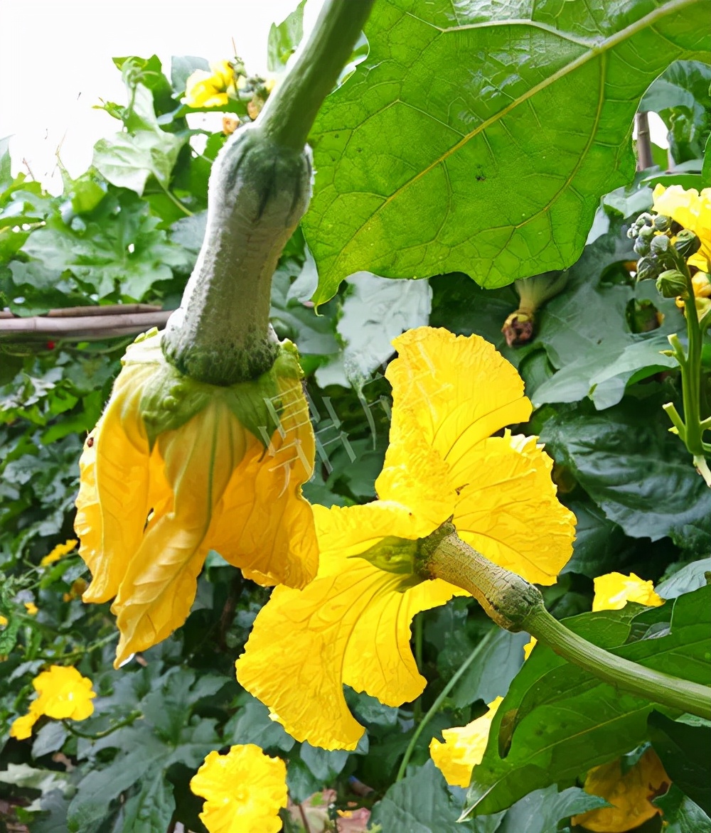 臺(tái)州的曾方明試種新品種，畝收入超過6萬(wàn)元