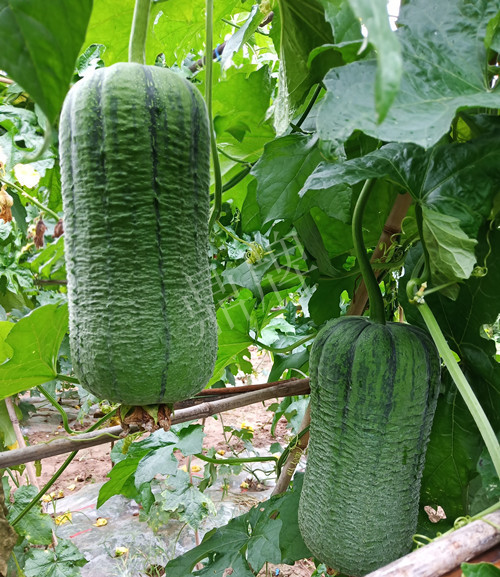 臺(tái)州的曾方明試種新品種，畝收入超過6萬(wàn)元