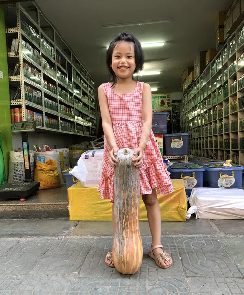 四川農(nóng)戶今年種“健美蜜本”南瓜產(chǎn)量高，品質(zhì)好，感覺巴適得很