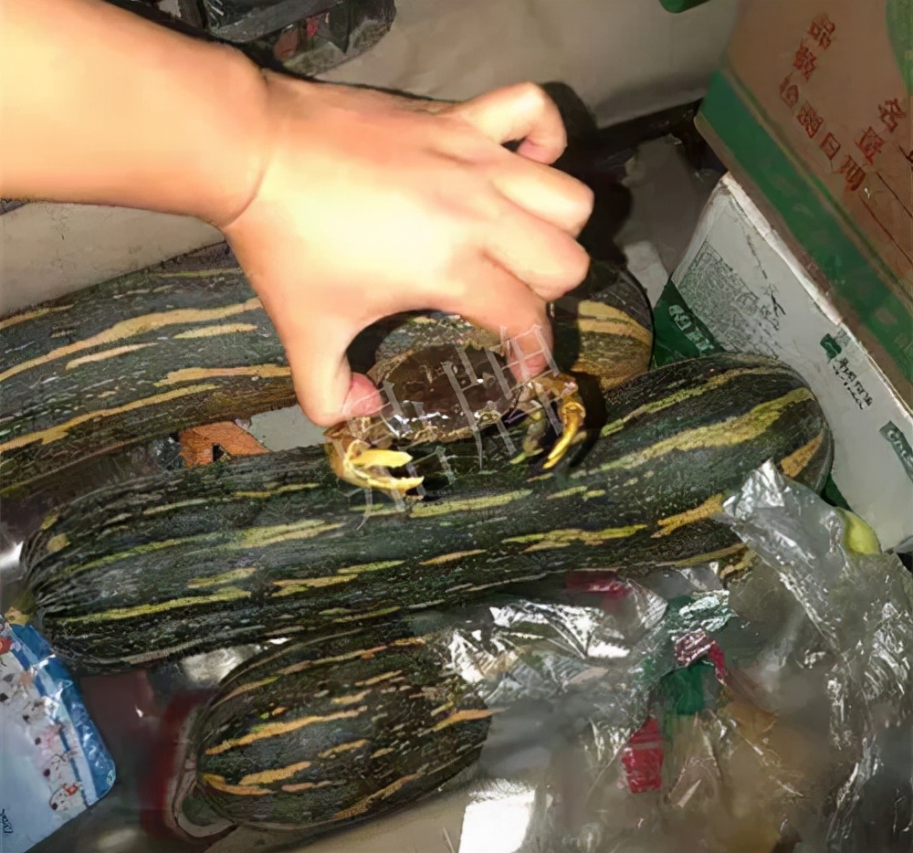 四川農(nóng)戶今年種“健美蜜本”南瓜產(chǎn)量高，品質(zhì)好，感覺巴適得很