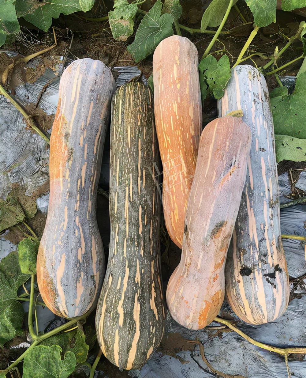 四川農(nóng)戶今年種“健美蜜本”南瓜產(chǎn)量高，品質(zhì)好，感覺巴適得很