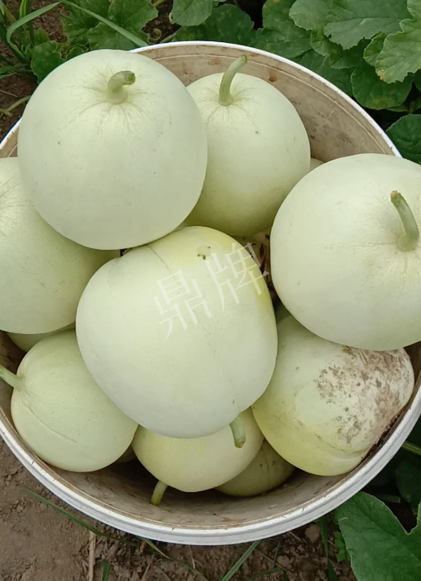 其他品種的甜瓜2塊1斤都賣不動，我的玉奶香2號甜瓜2塊5直接搶