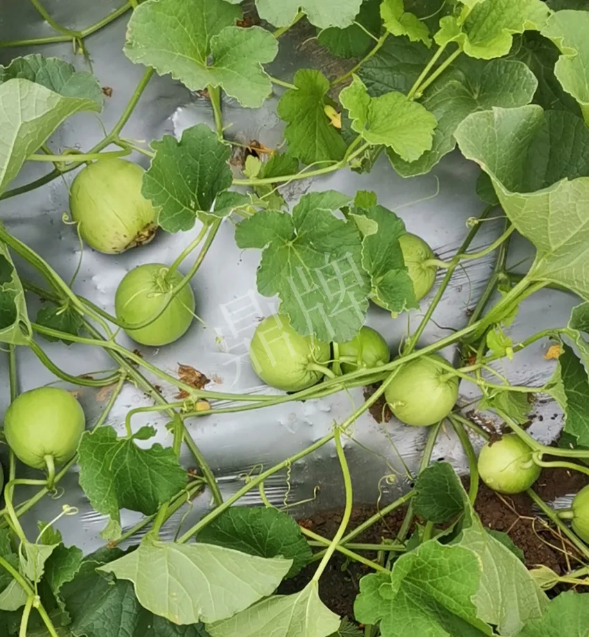 其他品種的甜瓜2塊1斤都賣不動，我的玉奶香2號甜瓜2塊5直接搶