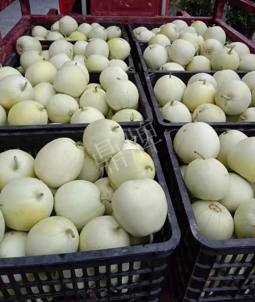 其他品種的甜瓜2塊1斤都賣不動，我的玉奶香2號甜瓜2塊5直接搶