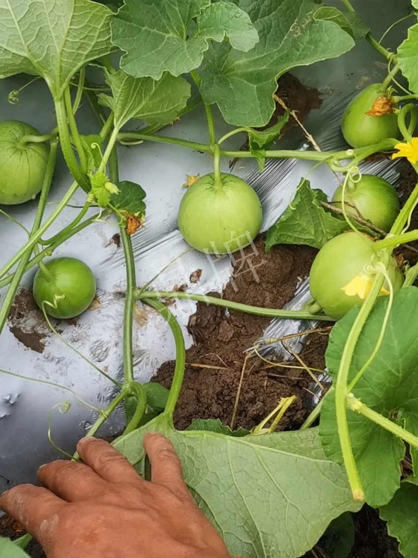 其他品種的甜瓜2塊1斤都賣不動，我的玉奶香2號甜瓜2塊5直接搶