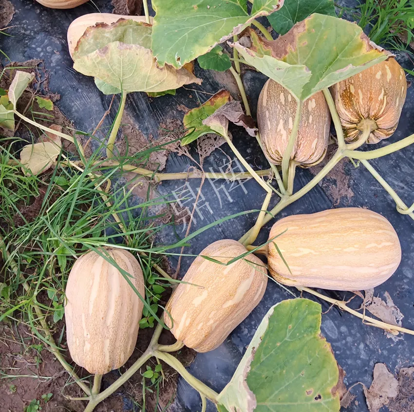 襄陽(yáng)農(nóng)民“押寶”押對(duì)了，這個(gè)品種幫他賺了2倍錢