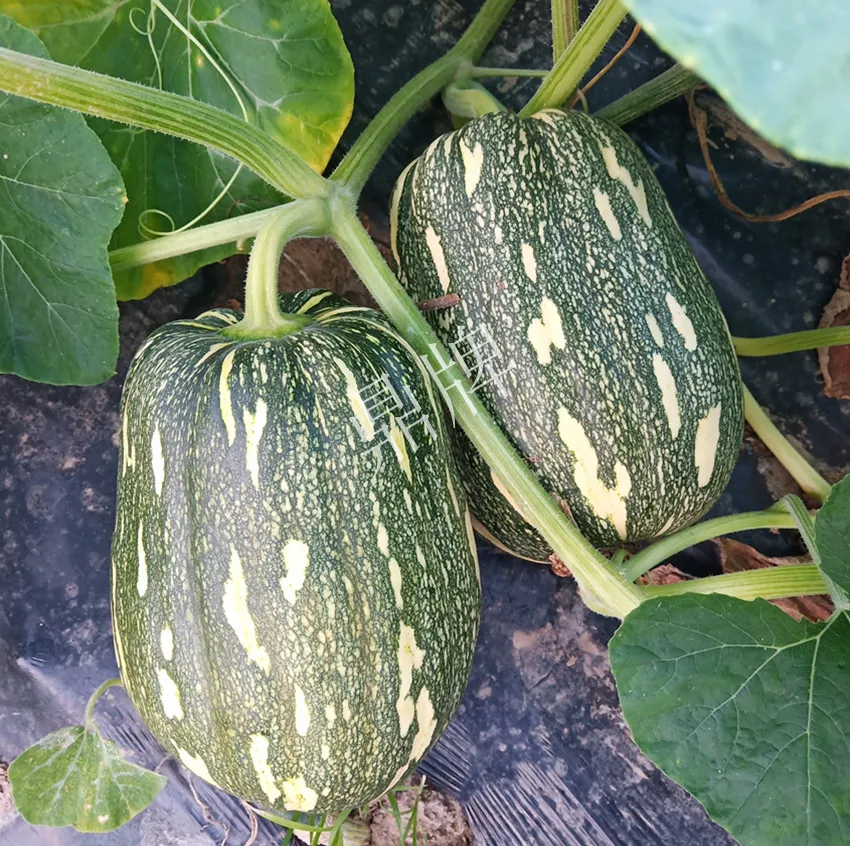 襄陽(yáng)農(nóng)民“押寶”押對(duì)了，這個(gè)品種幫他賺了2倍錢